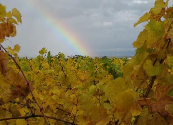 Blick in die Weinberge_Regenbogen