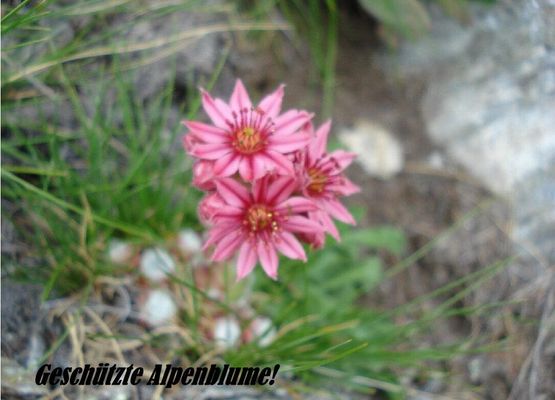 10.4 Geschützte Alpenblume