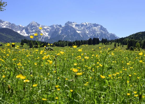 Blumenwiese - Alpenwelt Karwendel