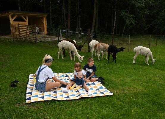 Picknick auf der Alpakaweide