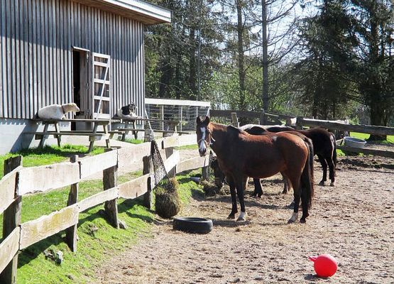 Pferde, Ponys und Ziegen leben auf dem Gut Oestergaard
